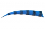 Krocaní letka - pravá (RW) - délka 3" - PRUHOVANÁ - modrá/černá